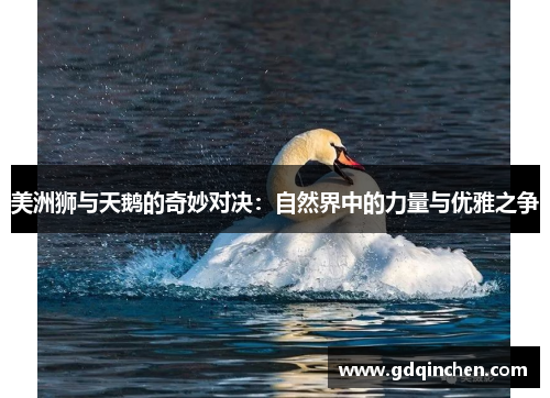 美洲狮与天鹅的奇妙对决：自然界中的力量与优雅之争